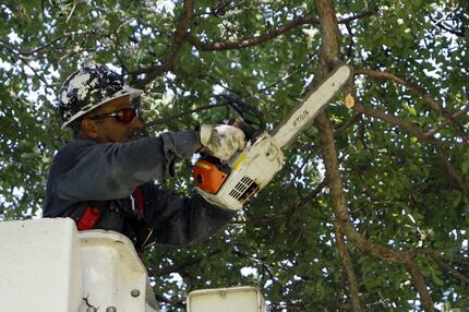 City of Dallas forestry worker Guadalupe Reyes uses a chainsaw to trim branches from a Cedar...