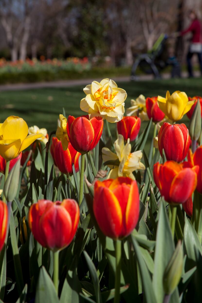The 2014 edition of Dallas Blooms at the Dallas Arboretum features plenty of flowers.