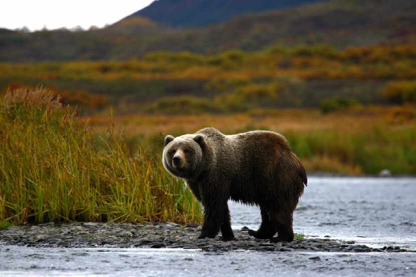 A Kodiak Brown Bear stands alone in the Alaskan wilderness. 
