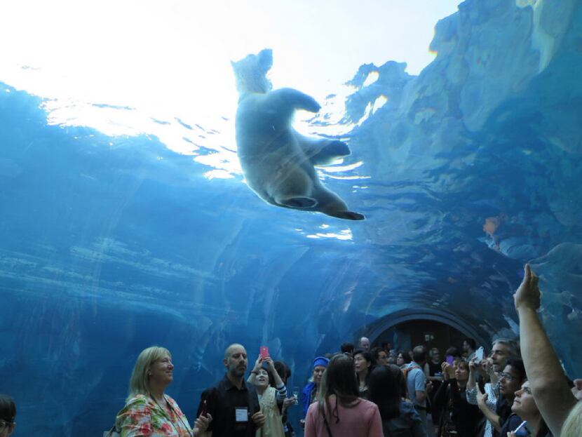 The "Journey to Churchill" at the Assiniboine Park Zoo in Winnipeg is a wonderful way to...