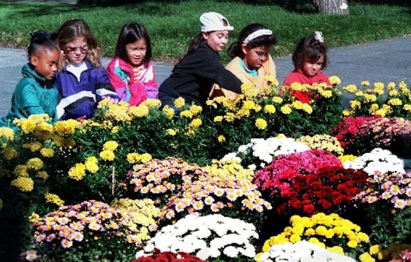 The Girl scouts from troop #2640, Mitchell Elem school in Plano, look at some of the 14,000...