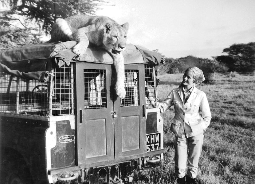 
Virginia McKenna played Joy Adamson in Born Free, but her interest in wildlife conservation...