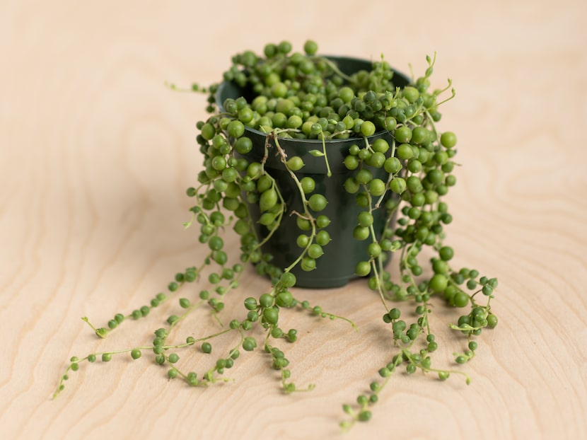 Succulents, like these strings of pearls, benefit from bottom watering, a technique that...