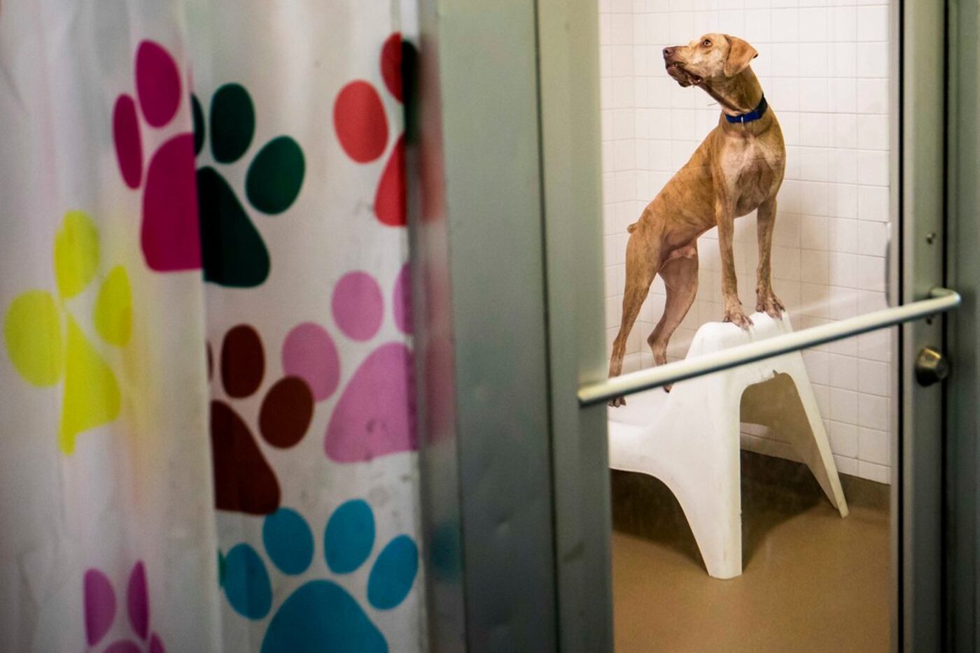 A dog named Jason looks out from his kennel while awaiting adoption at the Dallas Animal...