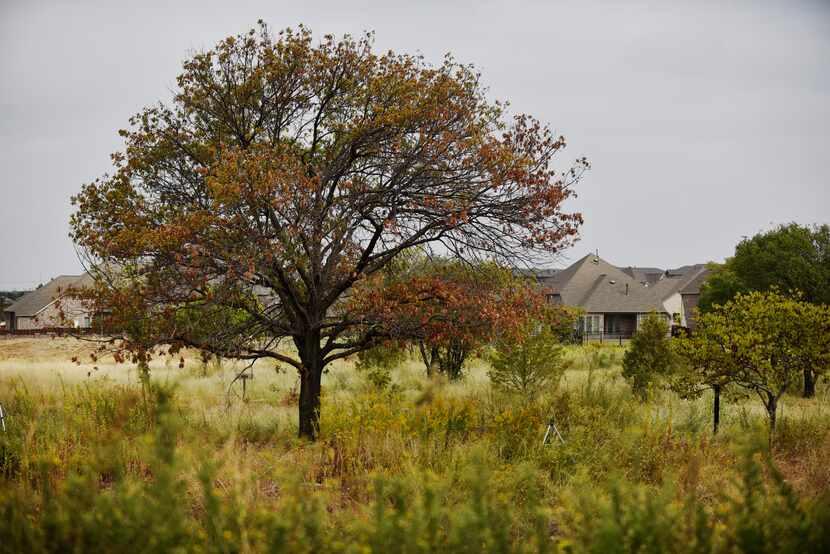 A Bur oak tree, one of many trees planted by Benny J. Simpson over 30 years, is located at...