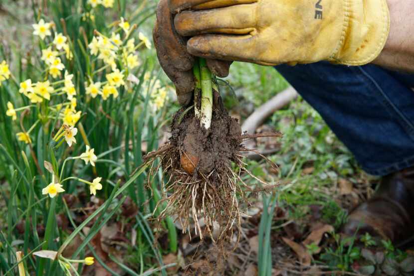 Wiesinger shows how to uproot a bulb.