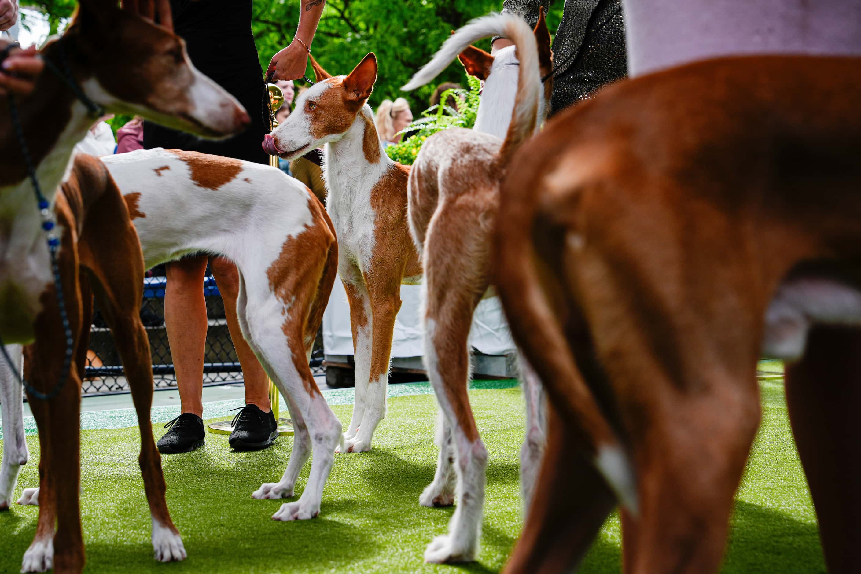 Dogs compete in breed group judging at the 148th Westminster Kennel Club Dog show, Monday,...