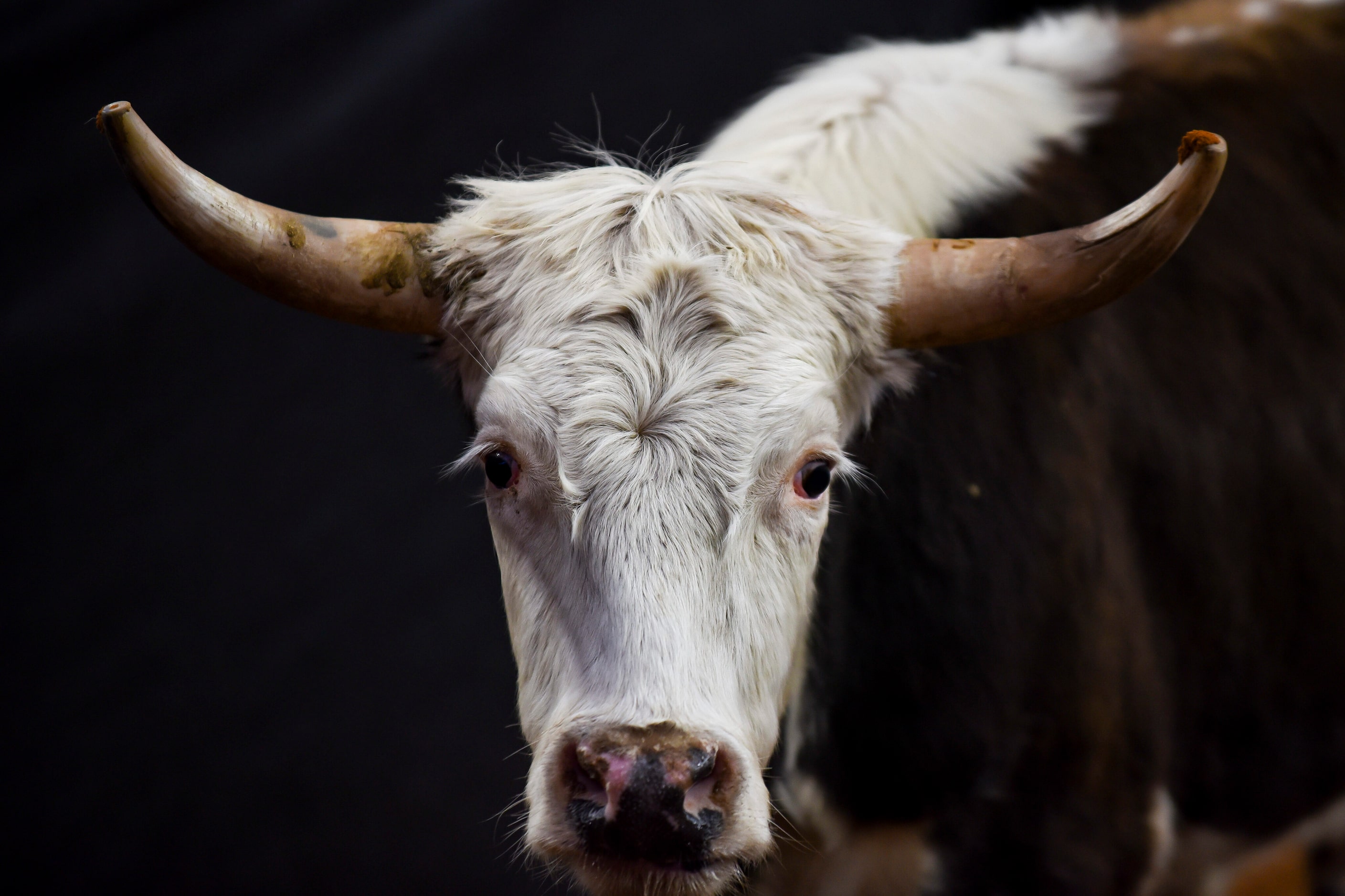 A cow waits in a pen following a round of the Tie Down Roping event during the Championship...