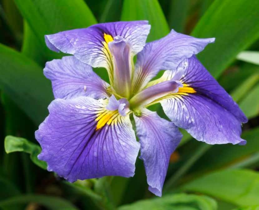 
A cross between a Louisiana iris and a Japanese tectorum iris, produced by Hooker Nichols...