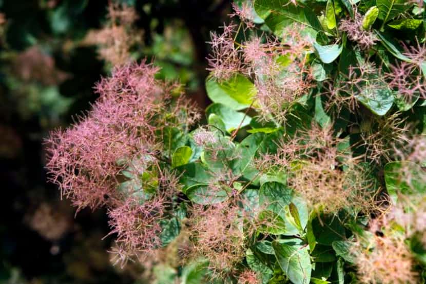 
American smoketree (Cotinus obovatus) is very heat and drought tolerant and highly tolerant...