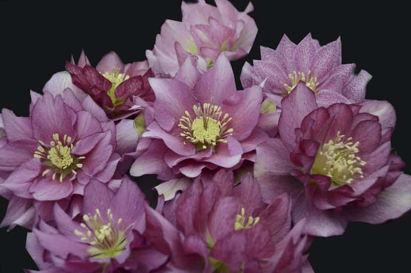 'Maid of Honor' hellebore