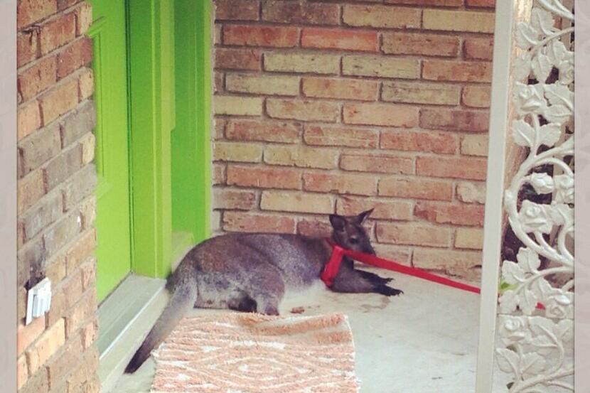 Wall-E the wallaby took a break after a neighbor snared him with a dog leash Friday morning.
