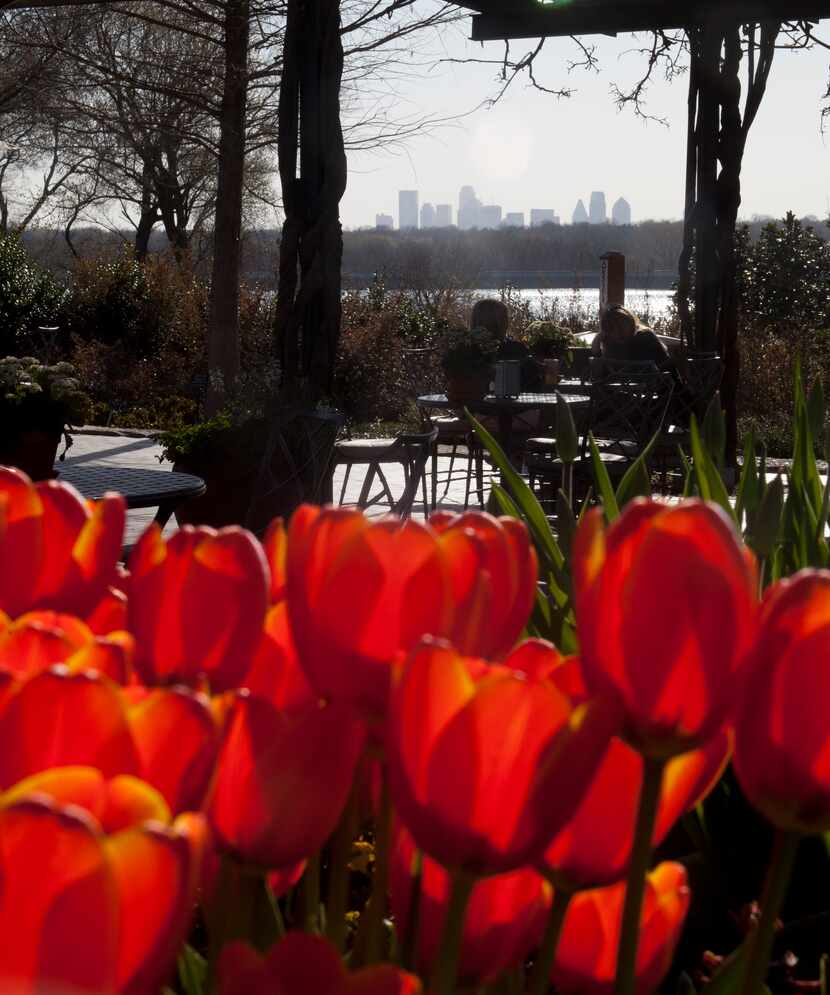 The view of Dallas from the Dallas Arboretum during Dallas Blooms 2014.