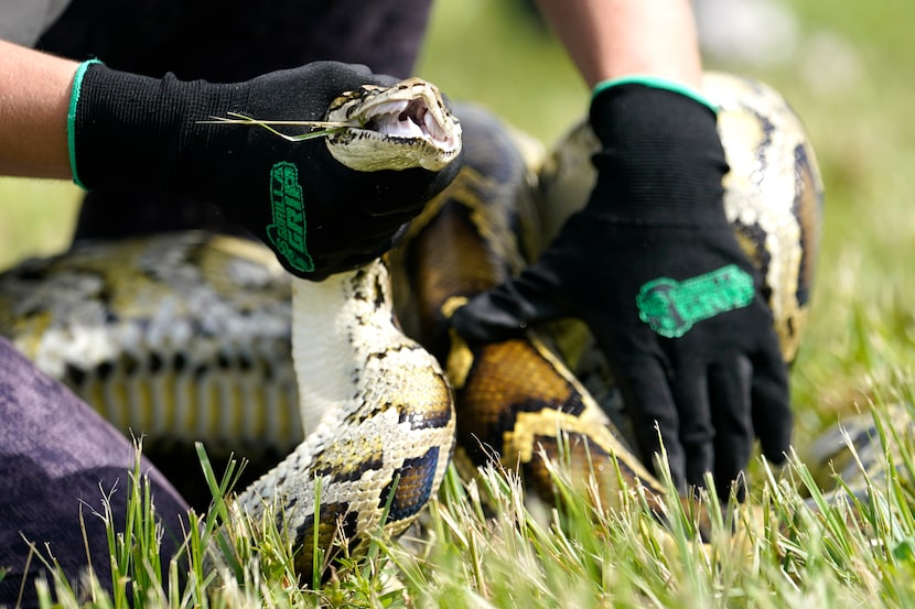 A Burmese python is held during a safe capture demonstration at a media event for the 2022...