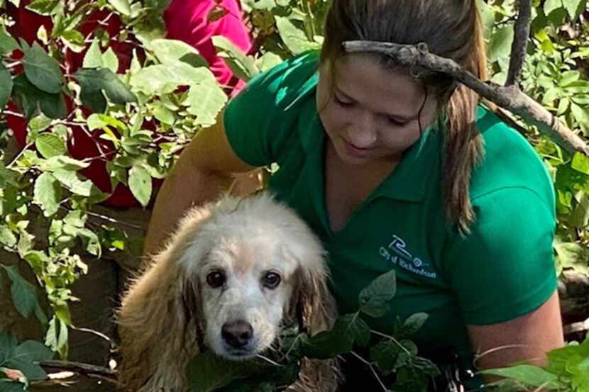Mary Lovell, a Richardson city animal services officer, helps rescue Madison, a 14-year-old...