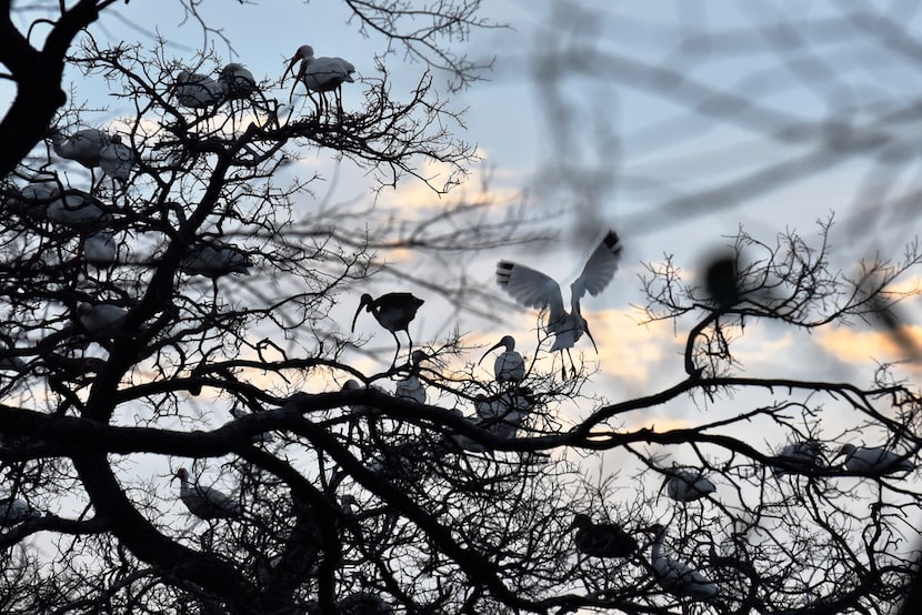 A crowd of white ibis nest at the University of Texas Southwestern Medical Center Rookery in...