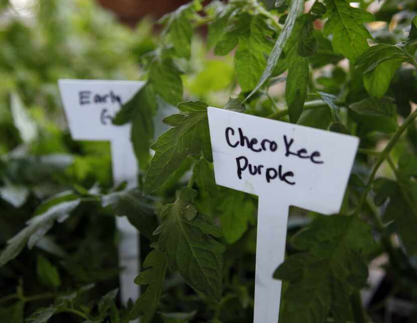 Many varieties of tomato plants are for sale at the Lemley's Farm stand at the City of...