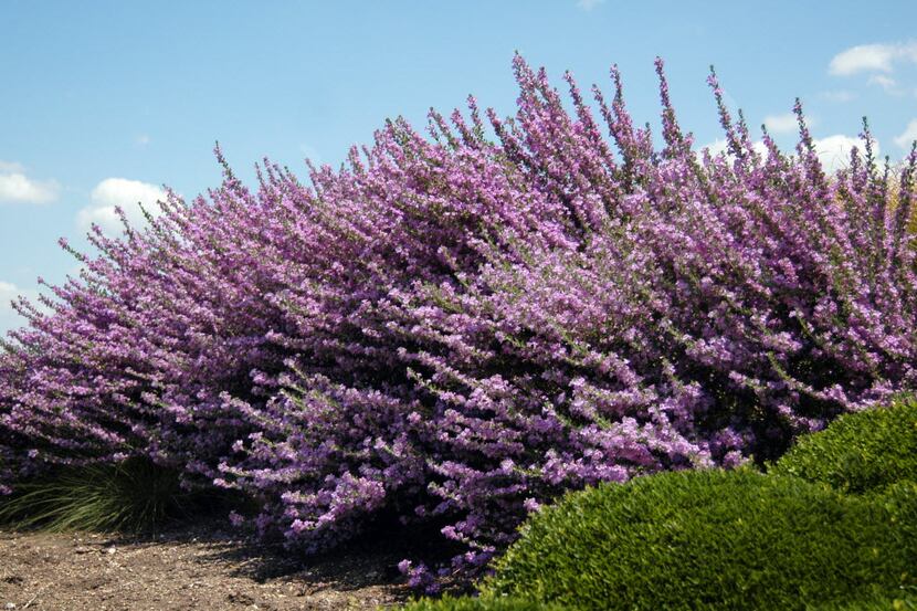 Texas sage, or cenizas, need to be planted in protected spots with elevated, well-draining...