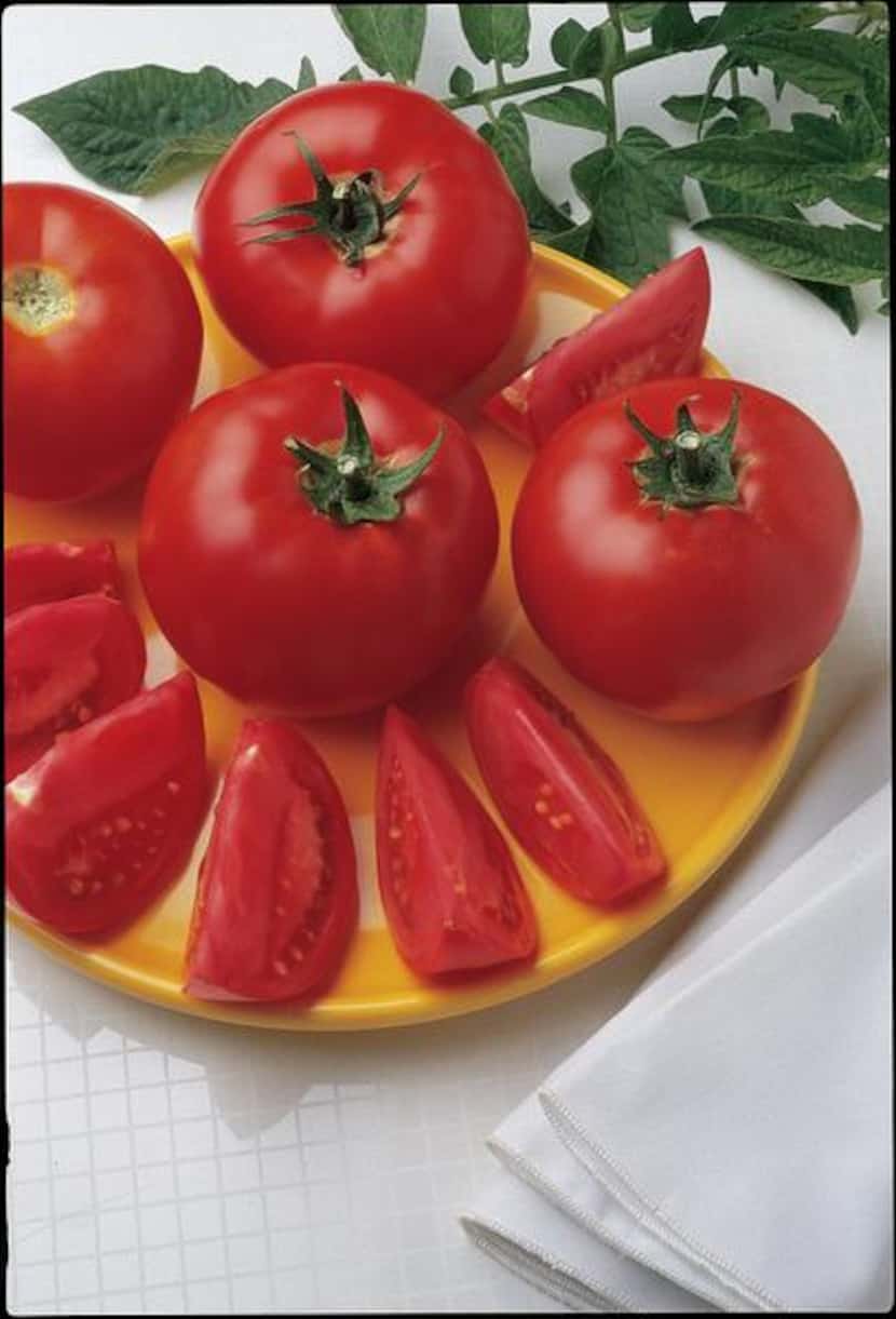 
‘Early Girl’ tomato offers a relatively short time to maturity of 65 days.
