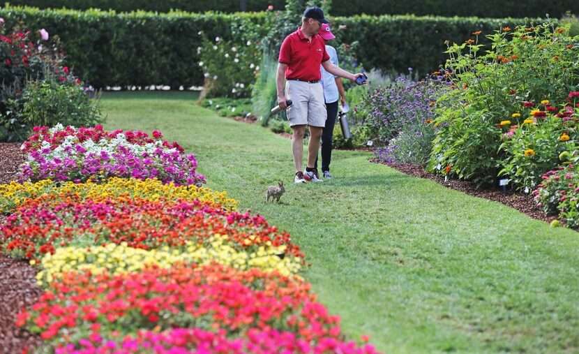 Wes Cook and Brenda Nickell check out the blooms in one of the trial beds as a rabbit passes...