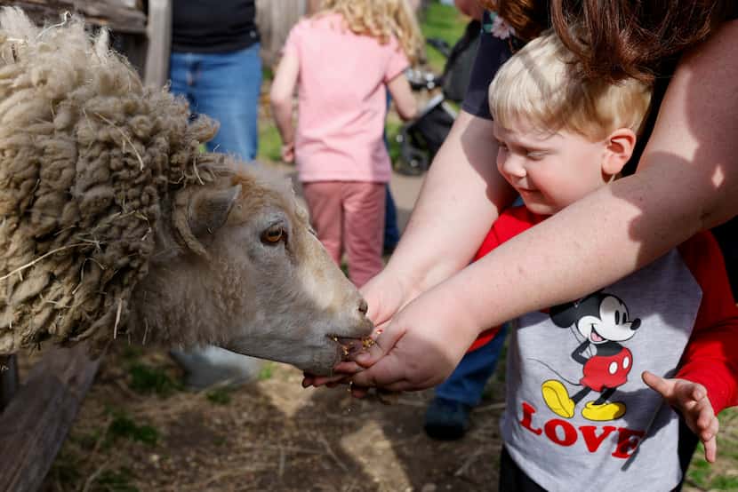 Two-year-old Alexander Mamer feeds a sheep outside the Gano House at Old City Park Thursday.