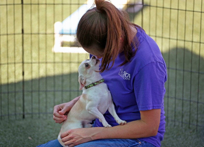 Behavior Coordinator Kelly Atkins gets a lick from Pippin while she demonstrates how she...