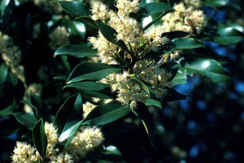 Cherry laurel, a large shrub native to East Texas, was used extensively in North Texas...