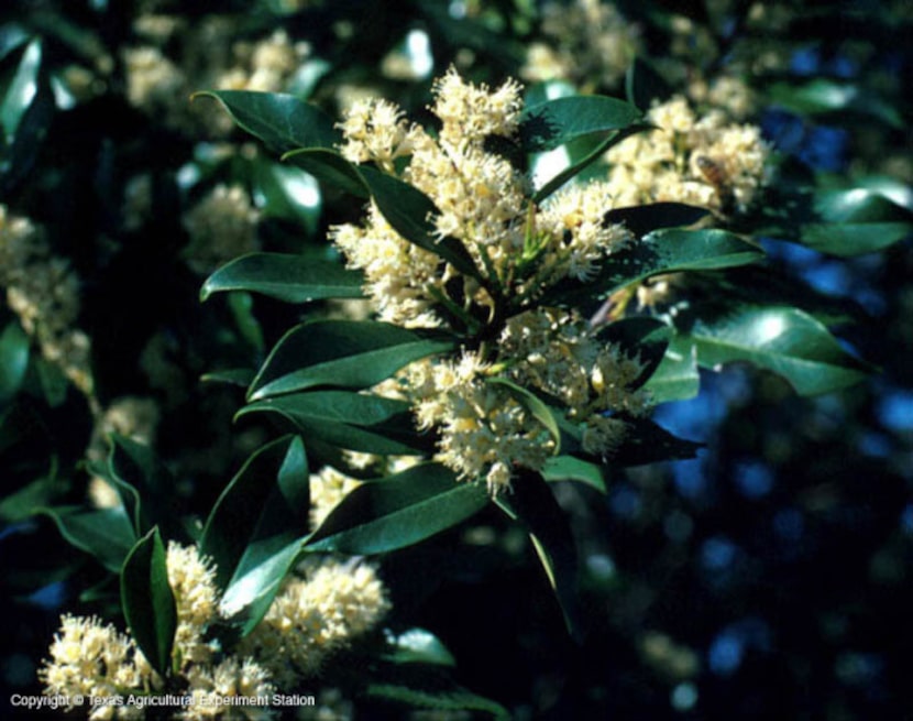 Cherry laurel, a large shrub native to East Texas, was used extensively in North Texas...