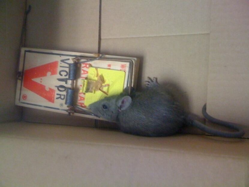 One of the rats pulled from criminal court Judge Julia Hayes' courtroom ceiling in 2013.