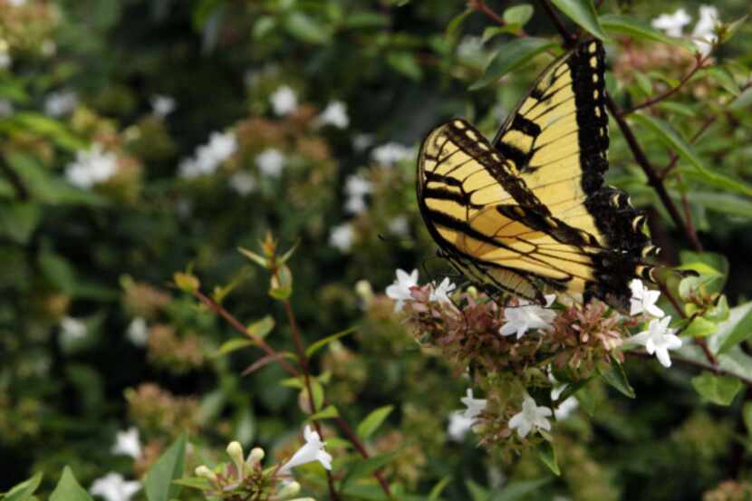 The author's rarely pruned hedge of Abelia x grandiflora provides months of butterfly and...