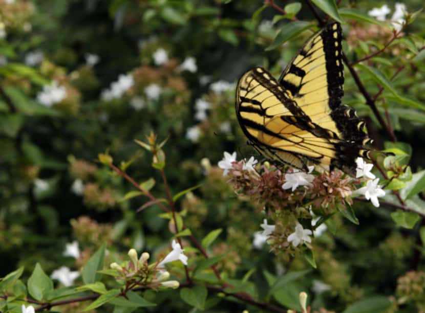 The author's rarely pruned hedge of Abelia x grandiflora provides months of butterfly and...