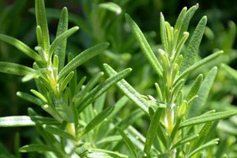 
Rosemary can grow indoors or outdoors, or you may put it in a container and move it, based...