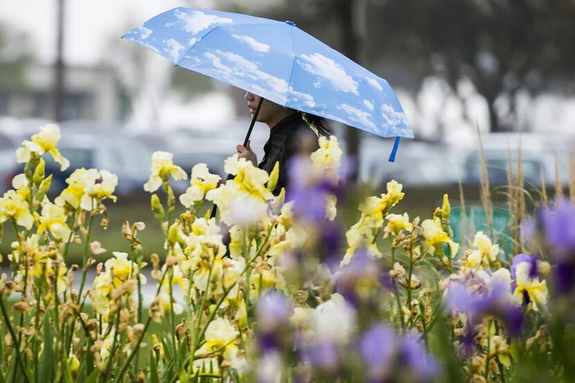  Showers brought out the flowers and the umbrellas at the UT Dallas campus in Richardson....