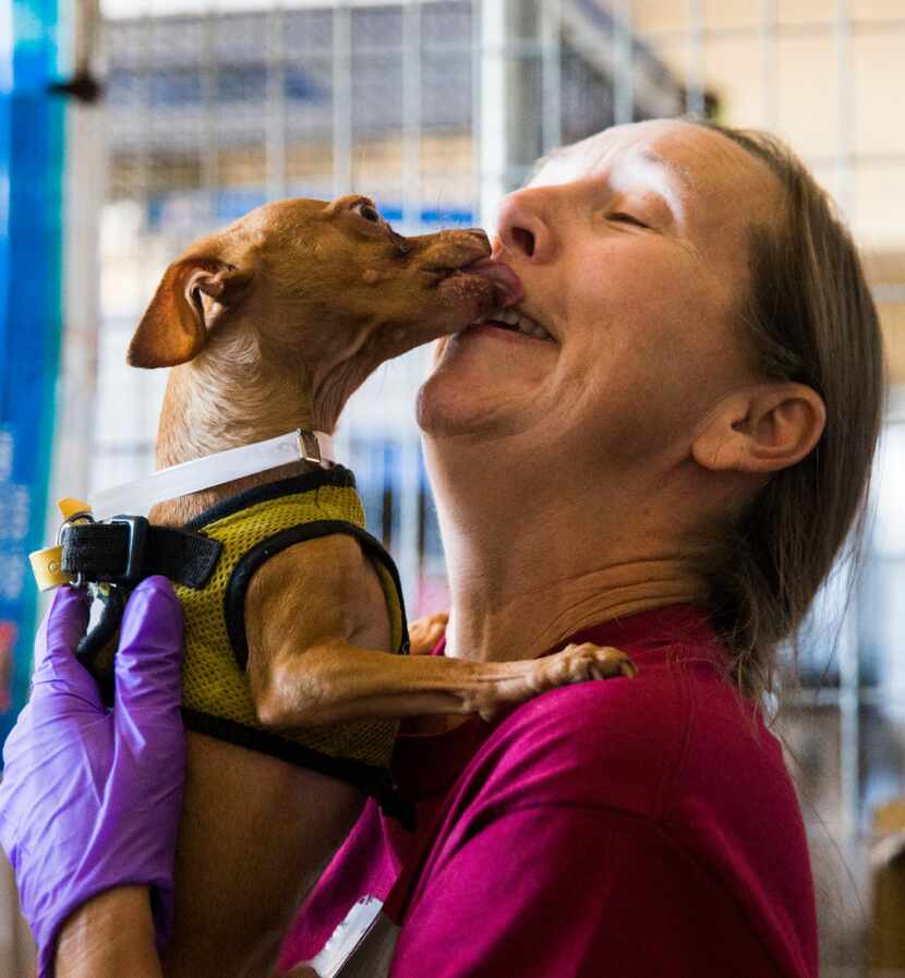 A dog licks Paula Jampsa, a volunteer with Red Rover Responders, in a temporary shelter in...