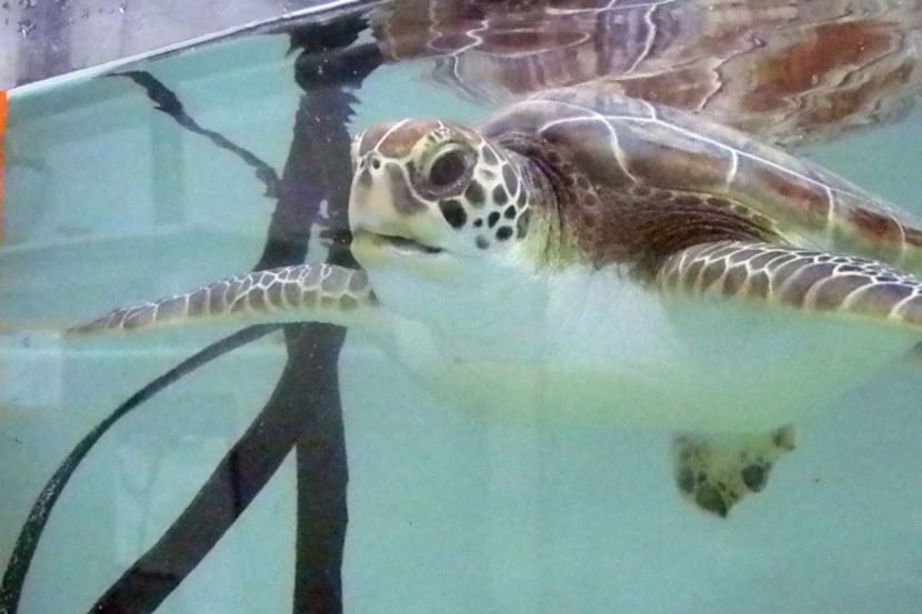 A sea turtle swims in a tank at the National Aquarium's Marine Rescue Program in Baltimore, Md.