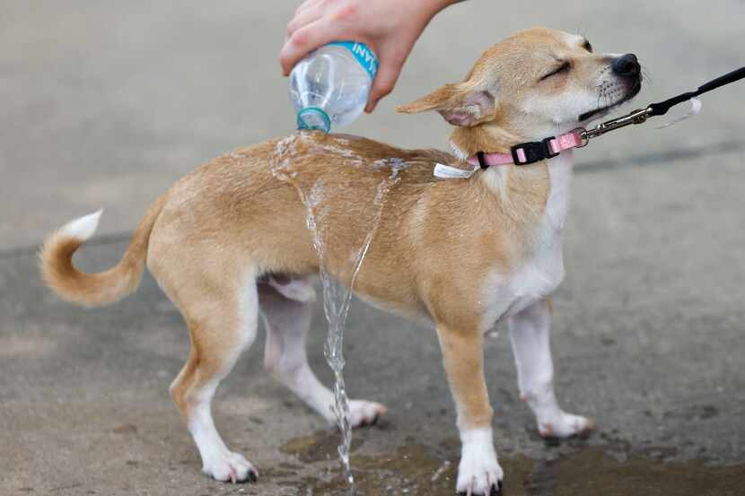 Michael Stark pours cold water as they cool off their pet dog, Poof, on Friday, June 14,...