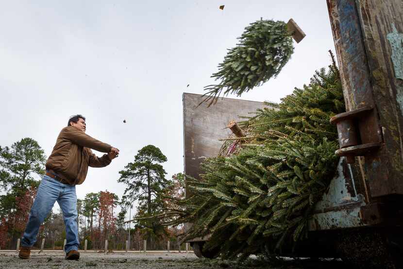 Many area cities encourage Christmas tree recycling. 