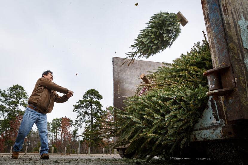 Irving residents can recycle their Christmas trees through Jan. 14.