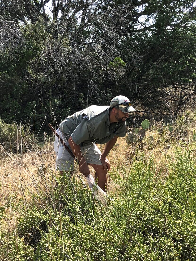 JoVonn Hill watching grasshoppers in a mass of pencil cactus.