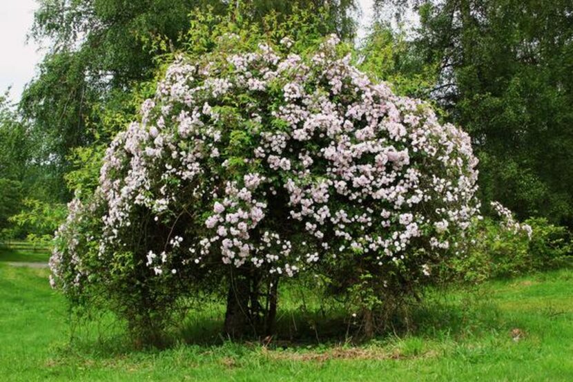 
'Paul's Himalayan Musk' has smothered a tree on Belovich’s property. This rambler, she...