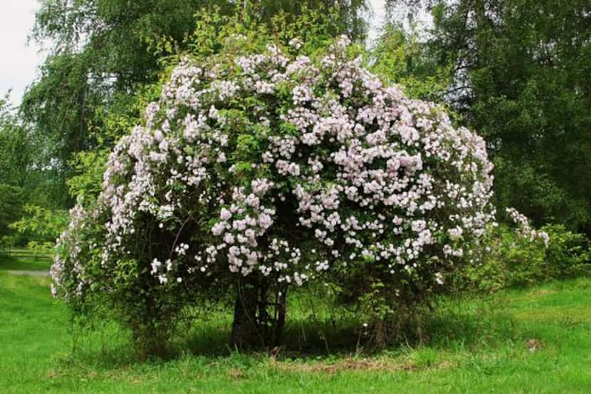 
'Paul's Himalayan Musk' has smothered a tree on Belovich’s property. This rambler, she...