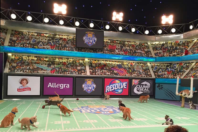  Kittens play on a mini football field during the taping of "Kitten Bowl III," on Wednesday...