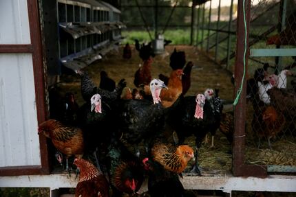 Turkeys stand among chickens at the threshold of the coup at Bonton Farms. (Andy...