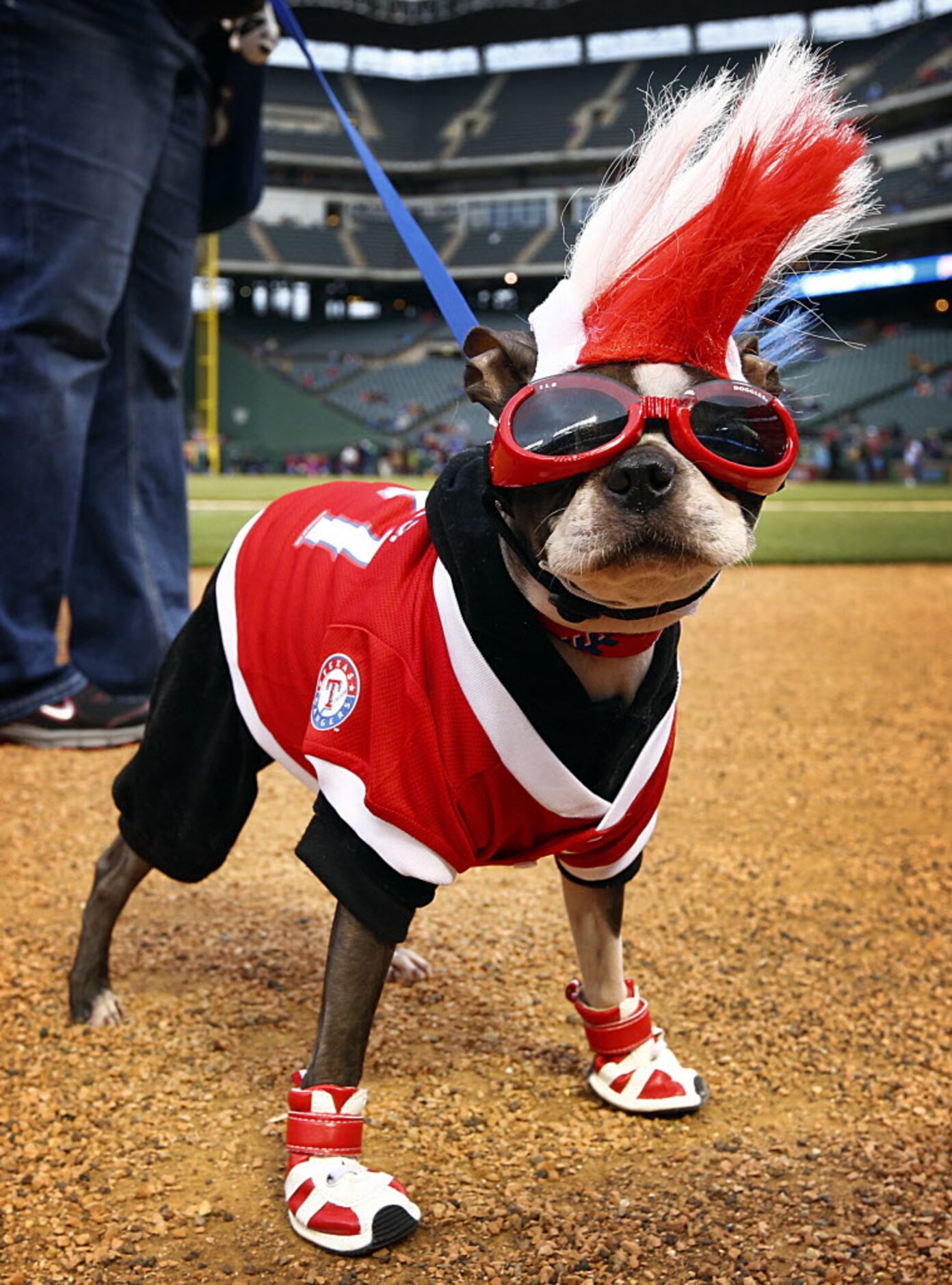 Texas Rangers-themed dog Sadie, a Boston terrier from Lewisville, was rockin' a mohawk as...