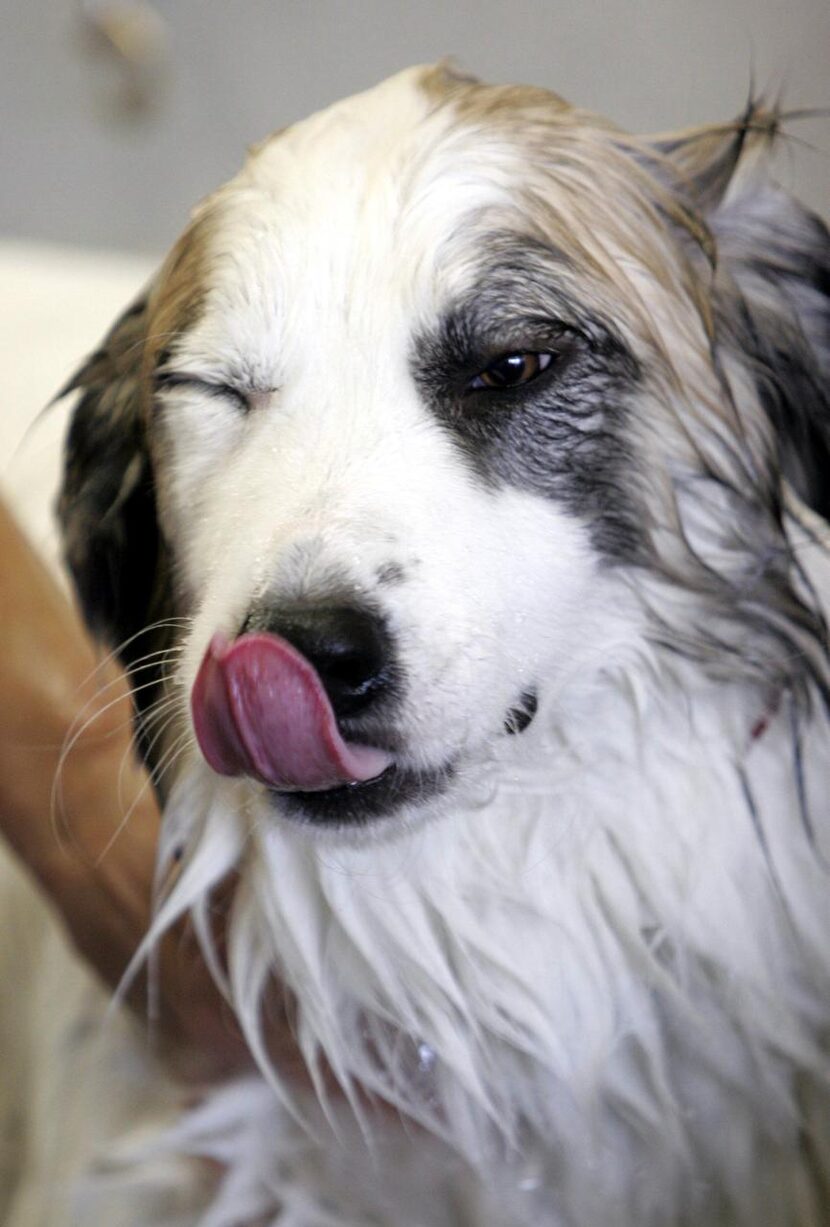 AnimalLuv  and the Richardson Animal Shelter will host their annual Dog Wash on June 21.