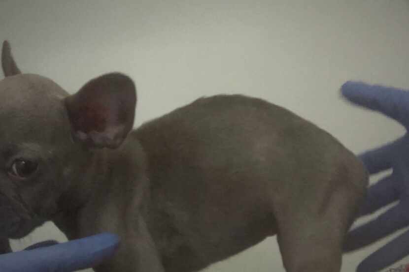 A French bulldog puppy was sick and malnourished while it was at a Frisco Petland, Humane...