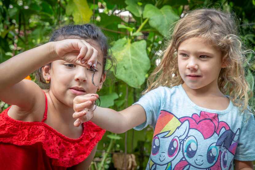 Pre-K students Aneeka Burak, left, and Jacqueline Brown check out the worms they found at...