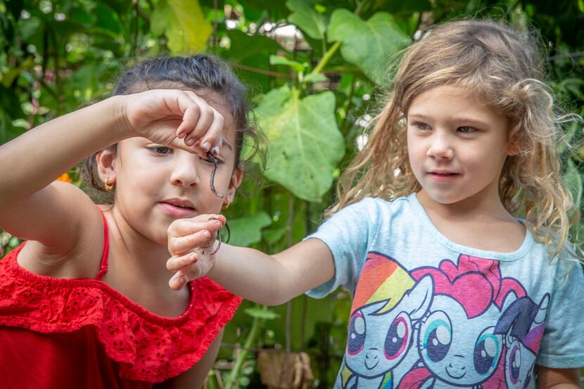 Pre-K students Aneeka Burak, left, and Jacqueline Brown check out the worms they found at...