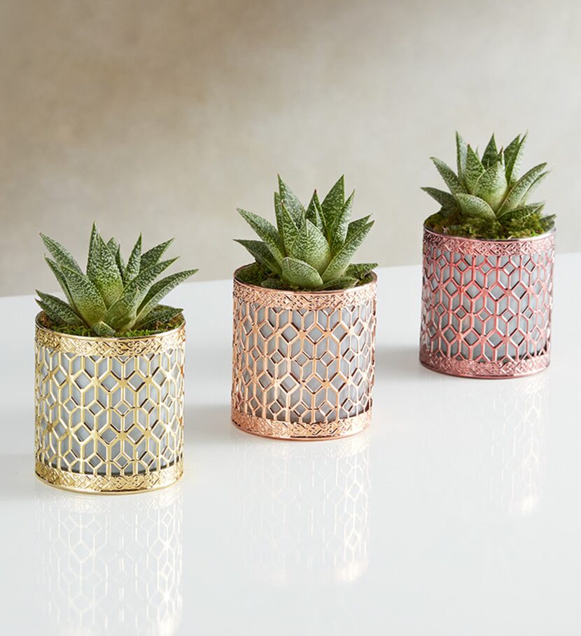 Metallic Succulent Trio, 1800Flowers.com