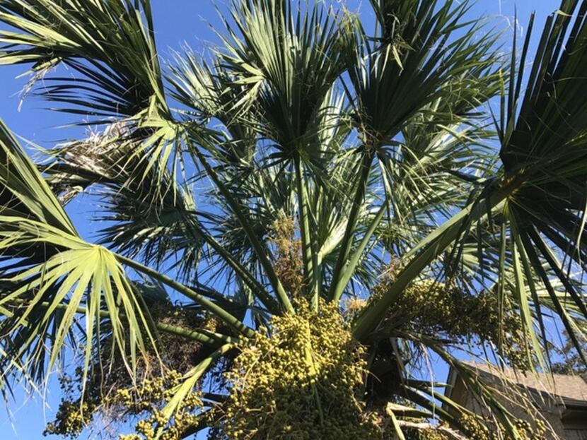 Texas sabal palm (Sabal texana) is a slow-growing palm with thick, smooth, spineless leaf...